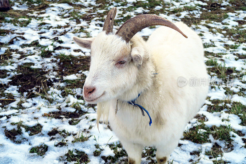 (学名Capra asg bocus)或者非洲矮羊